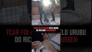 TCAR FOI ATACADO PELO URUBU DO RICHARD! 😳 #juliobalestrin #richard #tcar #urubu #animais #bichos