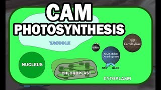CAM PLANT PHOTOSYNTHESIS ANIMATION