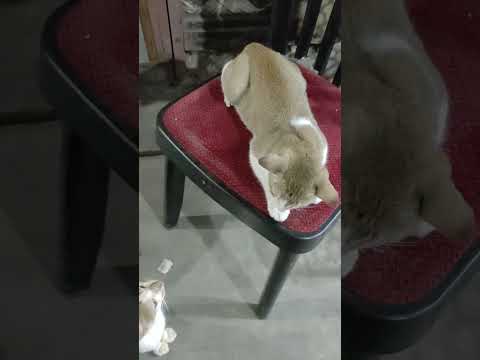 Market Cat Tells me Something But I can't Understand 😭