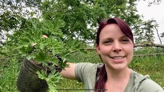Deer Deterrent Plants | Citronella | Rosemary | EverCrest