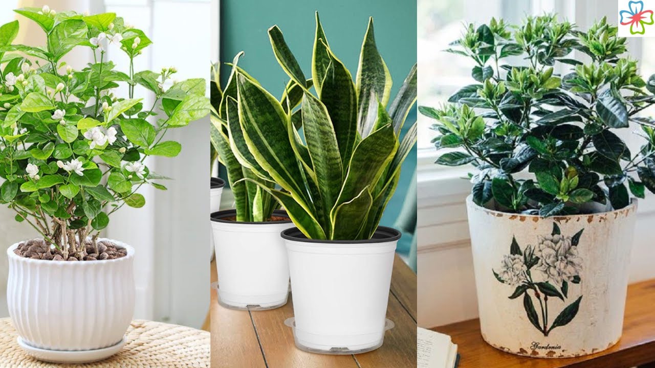 What plant can make you sleep forever? Life Set Go