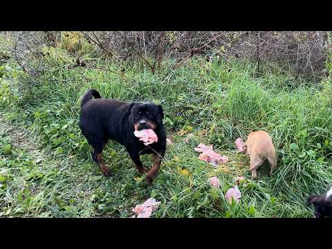 Chubby Rodi Got Out of Breath While Running