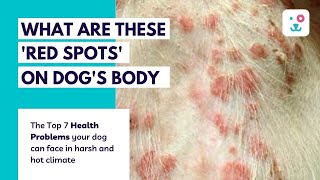 Top 7 Common Summer Health Problems In Dogs | Skin infection in dogs I