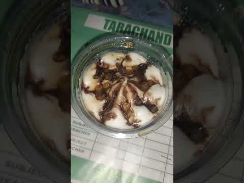 very tasty ice cream || choco tastic ice cream