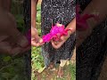 Farm Fresh Dragon Fruits For Sale 8760924723