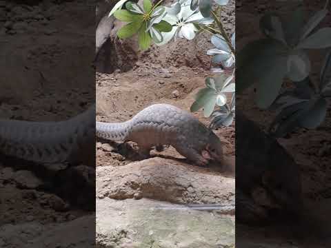 鱗のある動物 - 名前、写真、珍品