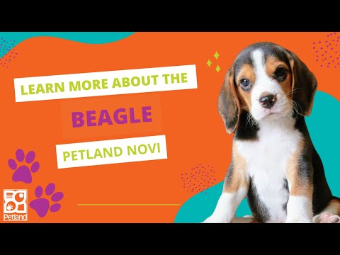 Learn Beagle Fun Facts