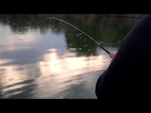 Catfish trolling    Na bracheda soma