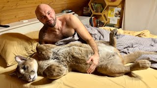 МЕСТЬ ПУМЕ: Мы разбудили его раньше, чем он нас! (5 утра)
