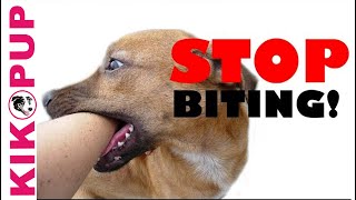 How to train your puppy not to bite