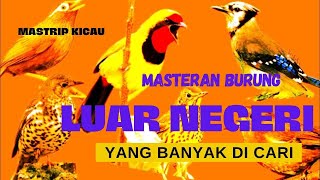 Download lagu Mastrip Kicau Masteran Burung Luar Negeri Yang Ban... mp3