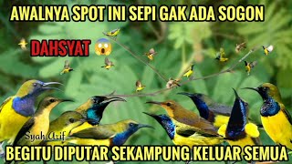 Download lagu SUARA PIKAT SOGON - PEMANGGIL SOGON LIAR (PIKAT KOLONI RIBUT) 😱 AMPUH mp3