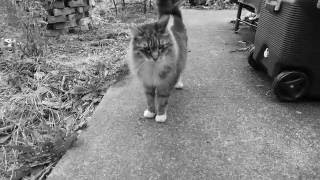 Bugsy and I would hurt a fly