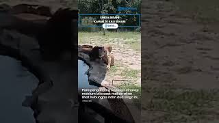 Berita Solo Hari Ini: Singa Birahi Kawin 20 Kali Sehari