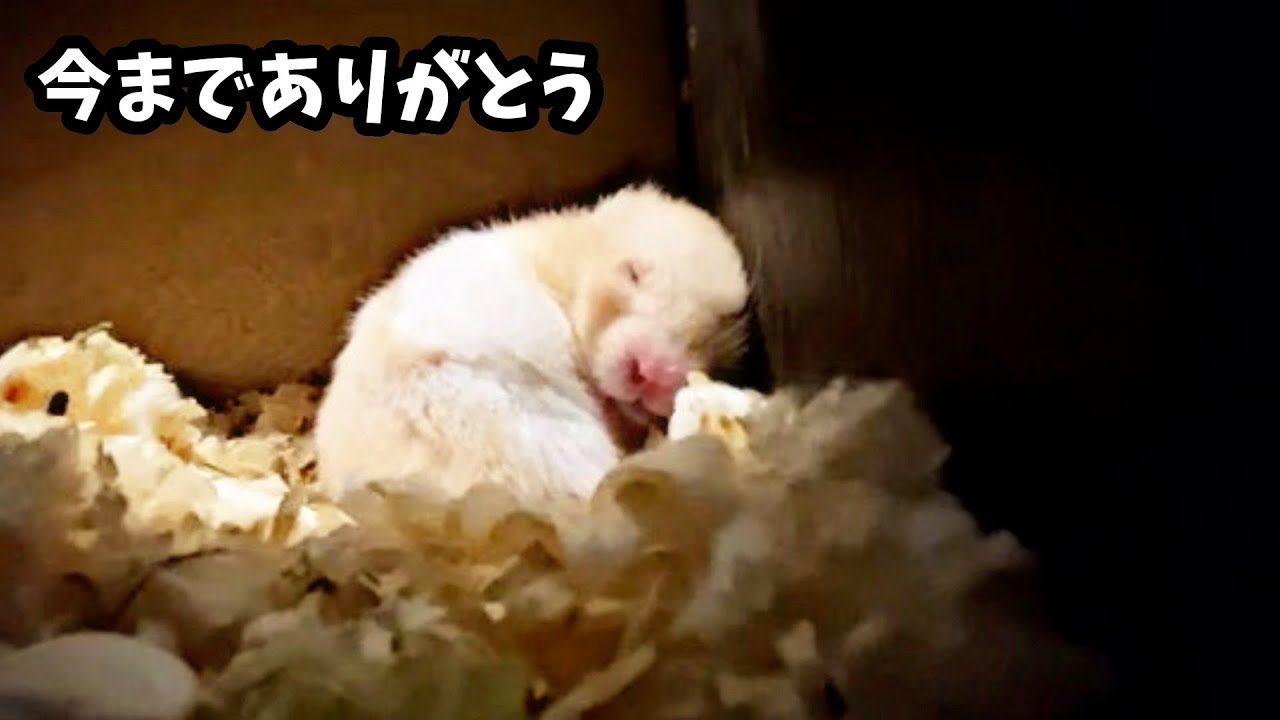 本当に最期まで頑張った。。ハムスターとのお別れ。。。おもしろ可愛い動物