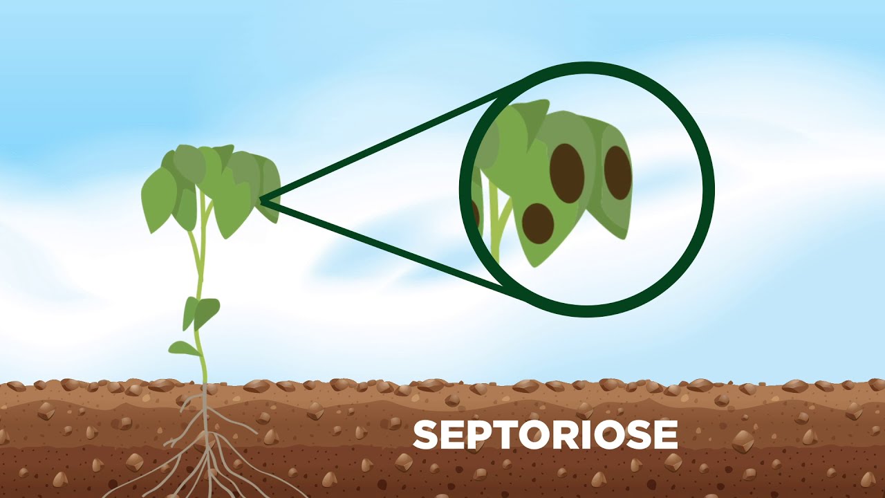 Principais doenças da soja