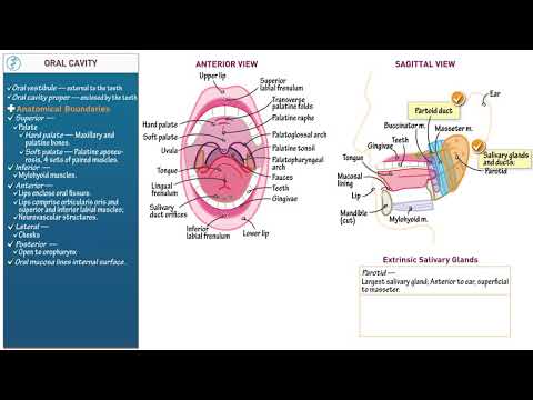 Anatomy and Physiology  Oral Cavity