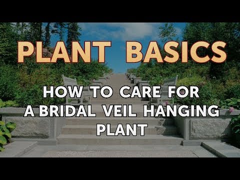 How to Dry an Overwatered Plant