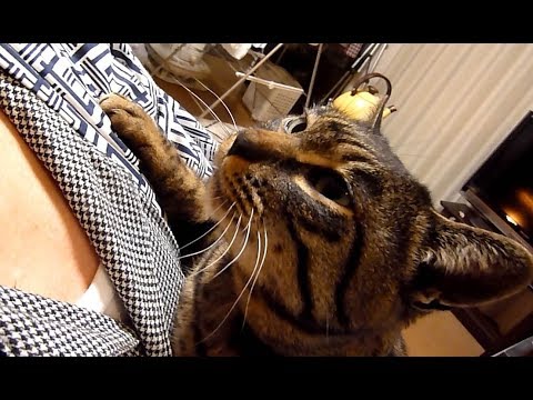 野良猫だから帰るところがかわいいやらせつないやら　寒い晩のこと