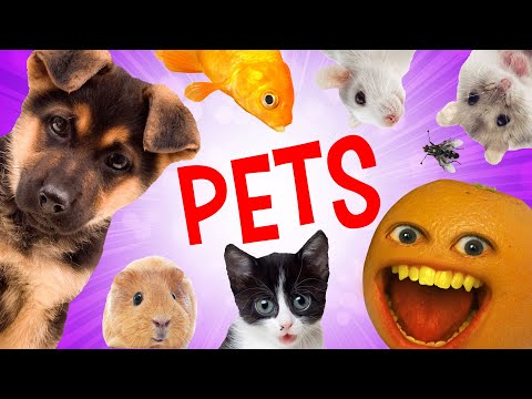 惱人的橙色--寵物超級剪輯 (Annoying Orange - Pet Supercut)