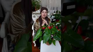 🍂Antoryum çiçek açmıyorsa ne yapmalıyız..