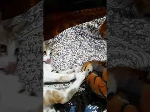 A cat playing with a doll