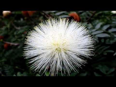 download lagu mp3 mp4 Calliandra White Flower, download lagu Calliandra White Flower gratis, unduh video klip Calliandra White Flower