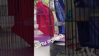 Download lagu sirtu ngriwik #kicaumania #kicaumaniaindonesia #sirtu #sirtugacor #sirtujantan mp3