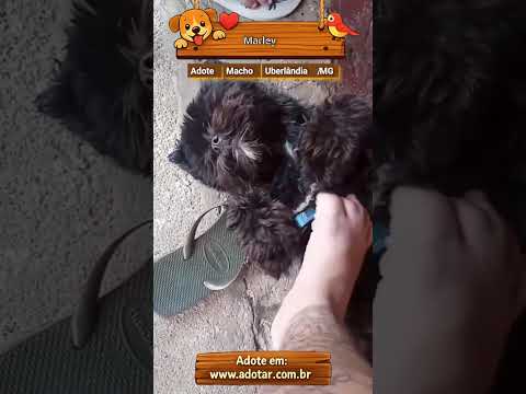 Vídeo de Marley