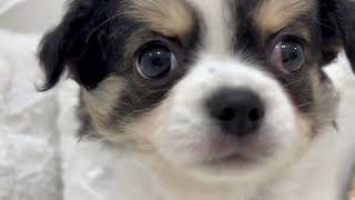 チワワ（ロング）の動画01