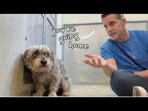 They Said He Was Too Dangerous | This Rescue Dog Proved Them Wrong