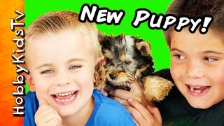HobbyKids Get New Puppy! Surprise Egg, Dog Toys + Poop Patrol HobbyKidsTV