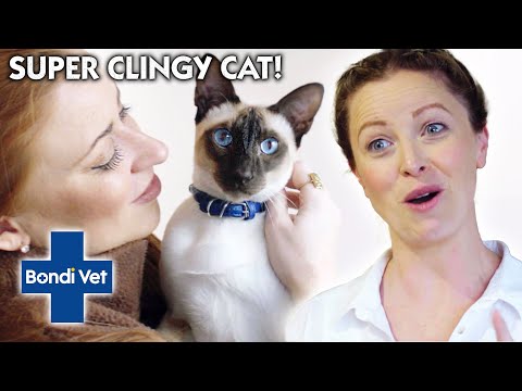 HELP! Siamese Cat Screams Over 1000 TIMES A DAY! | Full Episode | E53 | Bondi Vet