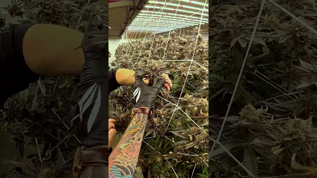 Greencoast has optimized their feeding program to achieve results. #shorts