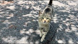 側に来て見つめる瞳がとってもかわいい人懐っこい猫ちゃん