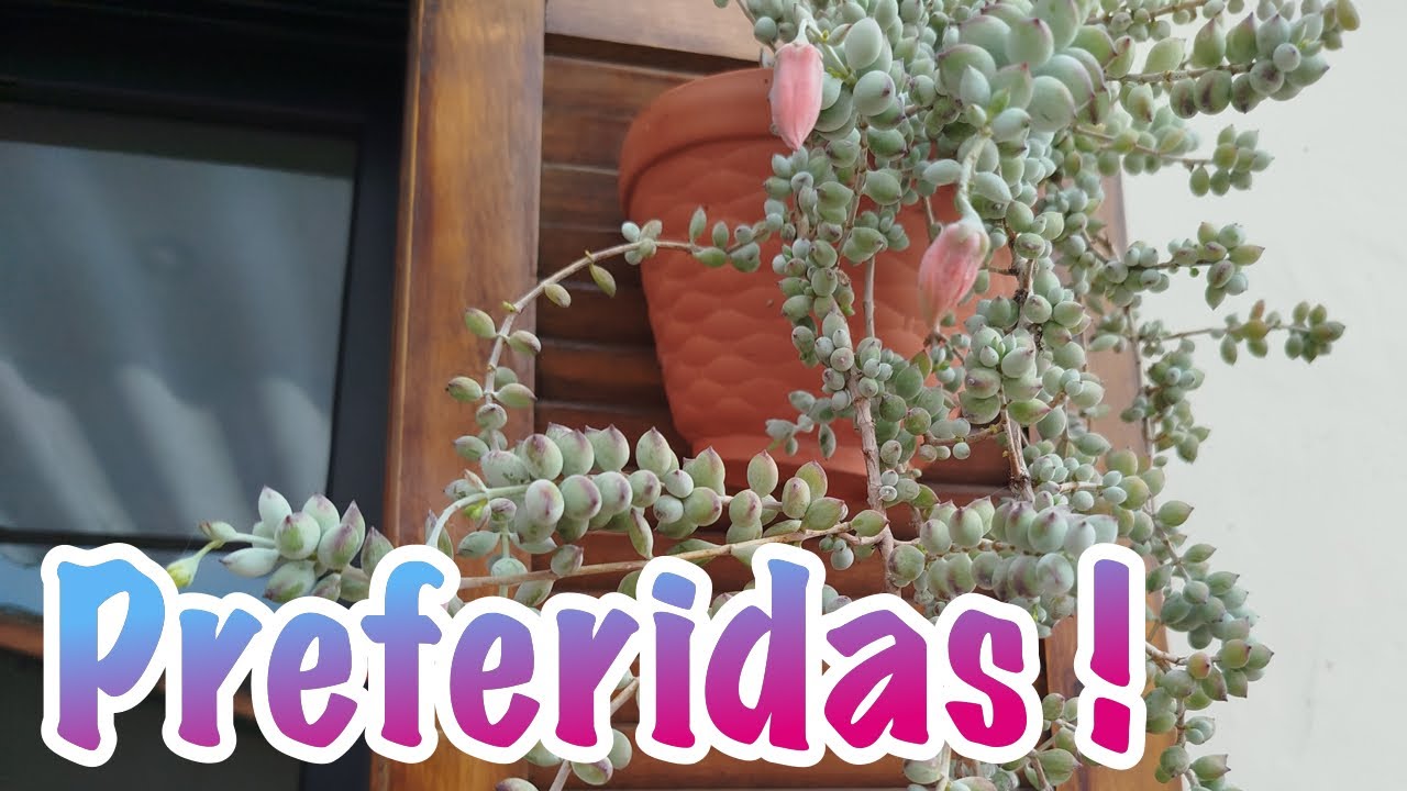 Minhas suculentas preferidas.