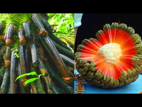 10 Most Unique Fruits You've Never Heard Of | Vivid