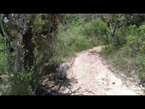 🌿 Finca Productiva de Limón en Venta – San Antonio La Paz, El Progreso 🇬🇹
