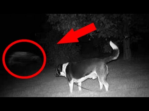 5 Real Ghosts Caught by Dogs | Top 5 Ghost Videos