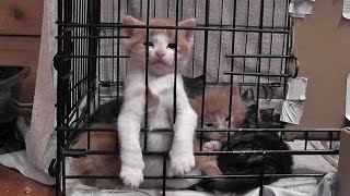 Kitten Falls Asleep Trying To Escape Pen - Cute &amp; Funny!!!!