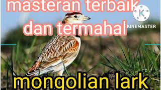 Download lagu Viral // masteran terbaik 2022 // Mongolian lark masteran terlengkap dan termahal mp3