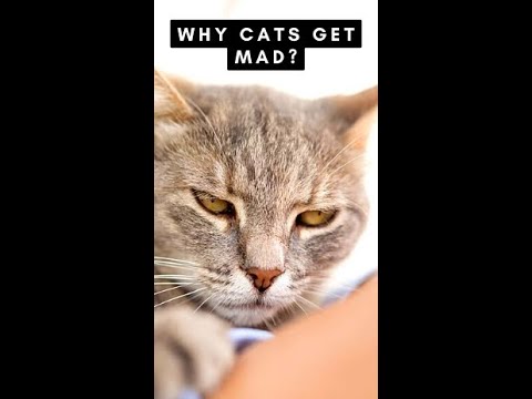 Why cats get mad? #Shorts - YouTube