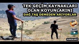 Hakkari: 2 Gündür Dağ Taş Demeden Kayıp Koyunlarını Arıyorlar