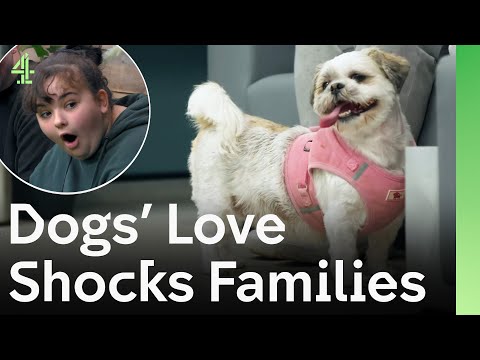 Rescue Dogs Shock Their New Families With Their Love | The Dog House 🐶