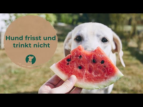 , title : 'Hund frisst nicht / Hund trinkt nicht - Dem Hund das Futter schmackhafter machen?'