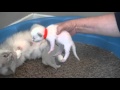 Populer Blues Seals Bi colors Lynx Ragdoll Kittens for Adoption Oct 24 2020 A Ragdoll To Love Cattery, Video Ragdoll Cats Colors viral!