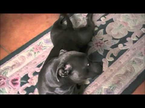 A Bark Out to Adele for Her 2012 Grammy Sweep