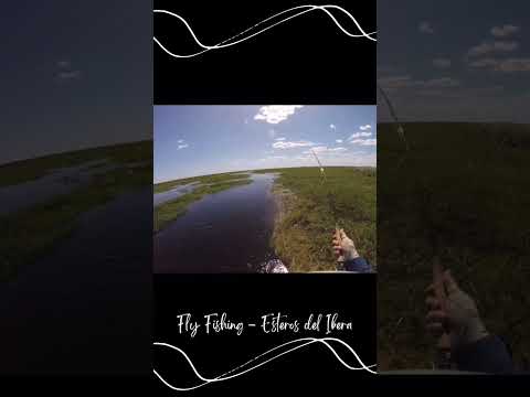 Dourado - Fly Fishing • Esteros de Ibera • Argentina 🇦🇷