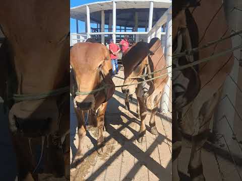Gado bom na feira de animais de afogados da igazeira pe 07/03/2026