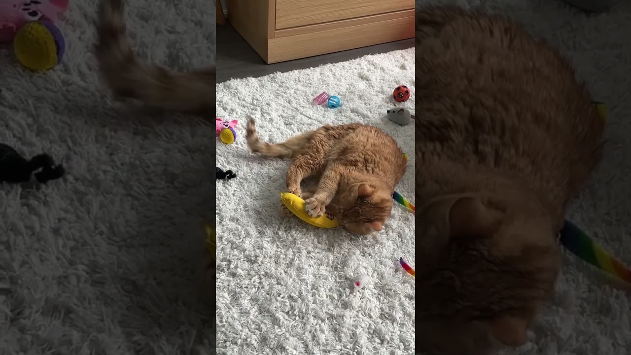 Enlarge Joy, an adopted Domestic Short Hair in Etobicoke, ON video 6/6